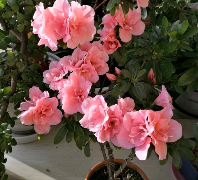 买回来的杜鹃花怎么换盆服盆快而不黄叶掉花苞？削削泥球断断根