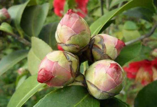 茶花现蕾后，这一步养护做到位，花大色艳长势旺，开到春天不停歇