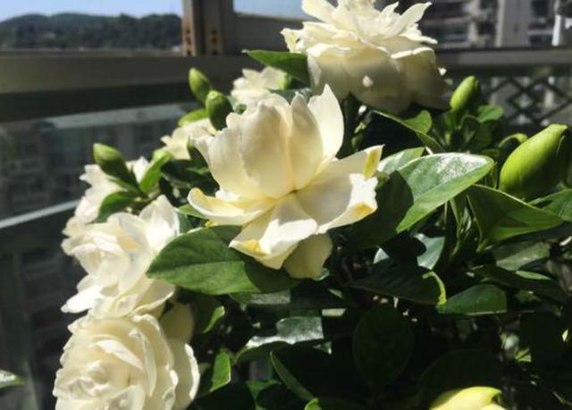 给栀子花换盆，分2种“情况”，区别对待，才是换盆“关键点”