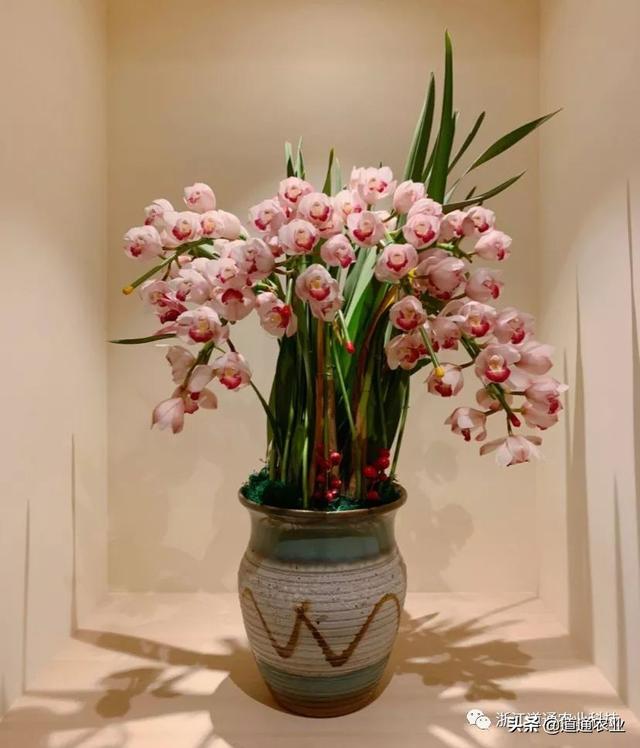 年宵花大热选手大花蕙兰，这些常见问题需解决，花朵大又艳