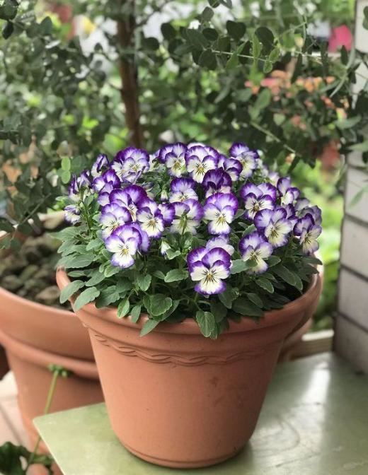 想要三色堇花期更，长这样养，几招妙招花开满盆