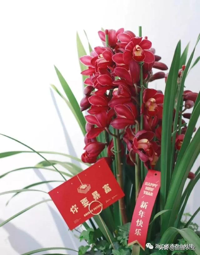 年宵花大热选手大花蕙兰，这些常见问题需解决，花朵大又艳