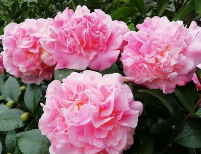 茶花现蕾后，这一步养护做到位，花大色艳长势旺，开到春天不停歇