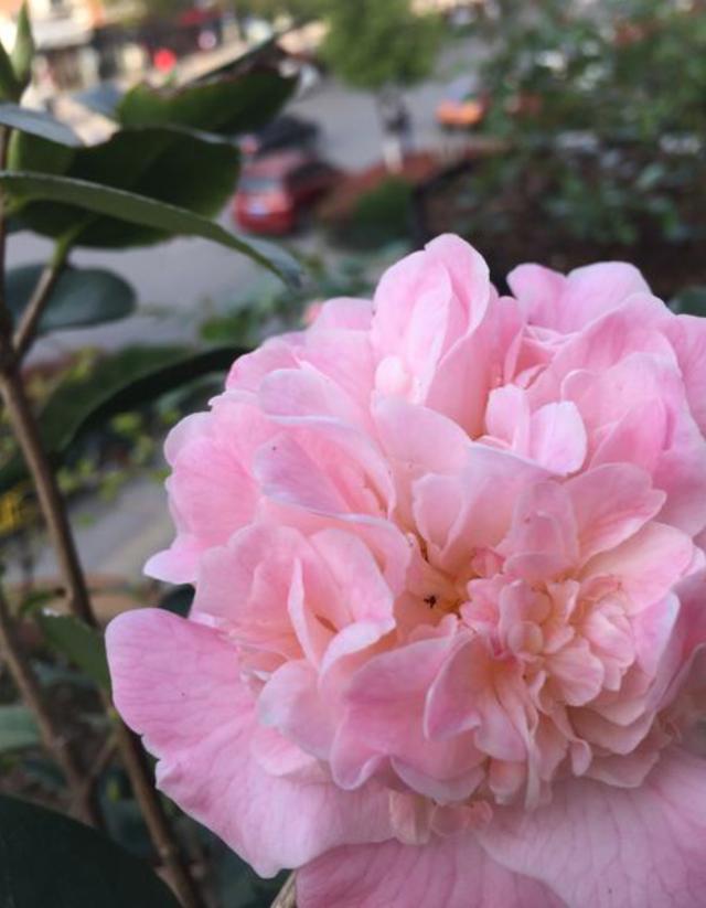 茶花现蕾后，这一步养护做到位，花大色艳长势旺，开到春天不停歇