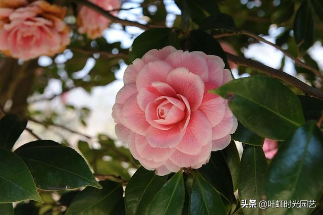 山茶花误施草木灰？了解这几点，及时补救复生长