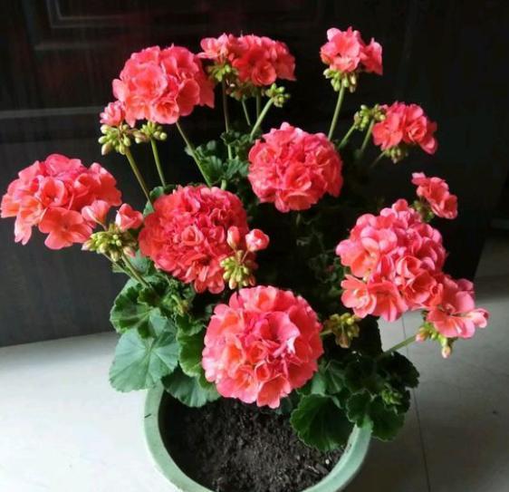 园土栽培的天竺葵，带着花苞咋换盆？用“这方法”才靠谱