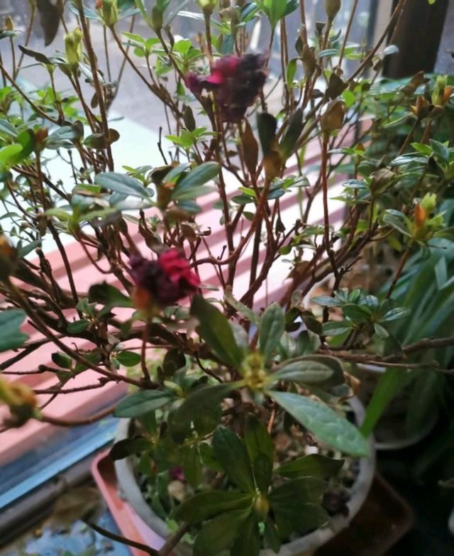 新手养花:杜鹃花一直在掉叶，水也浇了，肥了浇了，还有救吗？