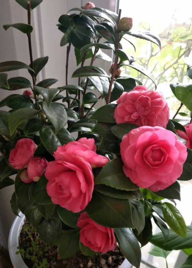 茶花现蕾后，这一步养护做到位，花大色艳长势旺，开到春天不停歇