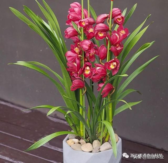 年宵花大热选手大花蕙兰，这些常见问题需解决，花朵大又艳