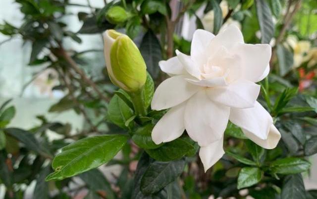 给栀子花换盆，分2种“情况”，区别对待，才是换盆“关键点”
