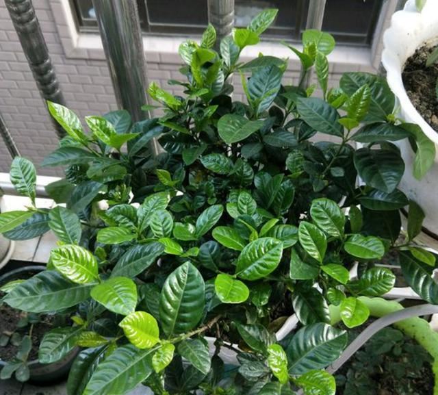 给栀子花换盆，分2种“情况”，区别对待，才是换盆“关键点”