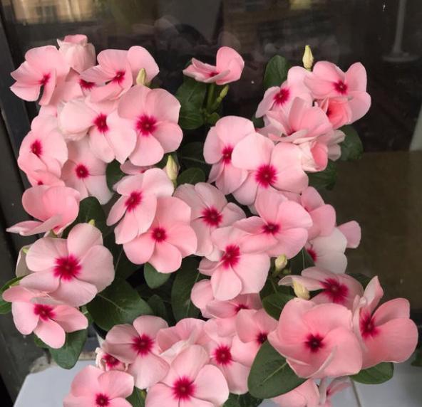 栽种长春花的“小技巧”，天天开花不间断，爆盆效果更壮观