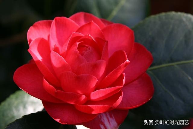 山茶花误施草木灰？了解这几点，及时补救复生长