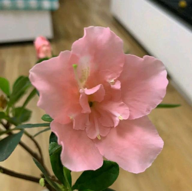 买回来的杜鹃花怎么换盆服盆快而不黄叶掉花苞？削削泥球断断根