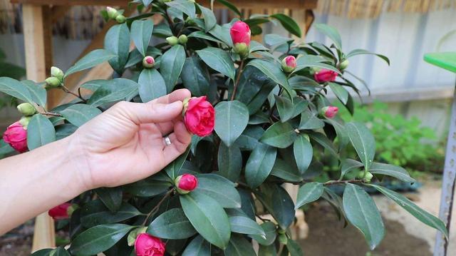 茶花枝头满是花苞，掉蕾掉叶该怎么办？这样做真有效