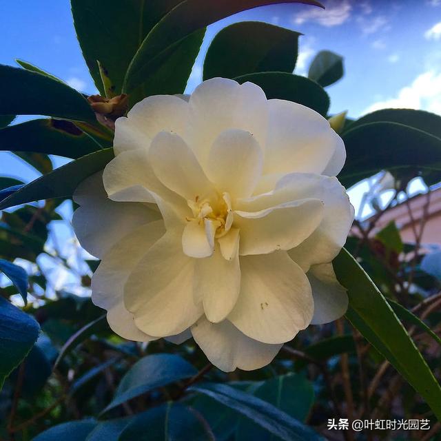 山茶花误施草木灰？了解这几点，及时补救复生长
