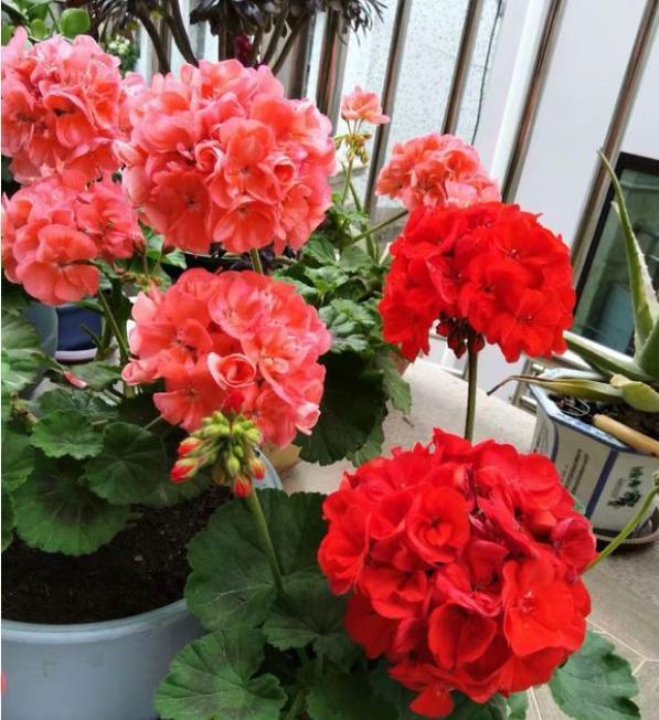 园土栽培的天竺葵，带着花苞咋换盆？用“这方法”才靠谱