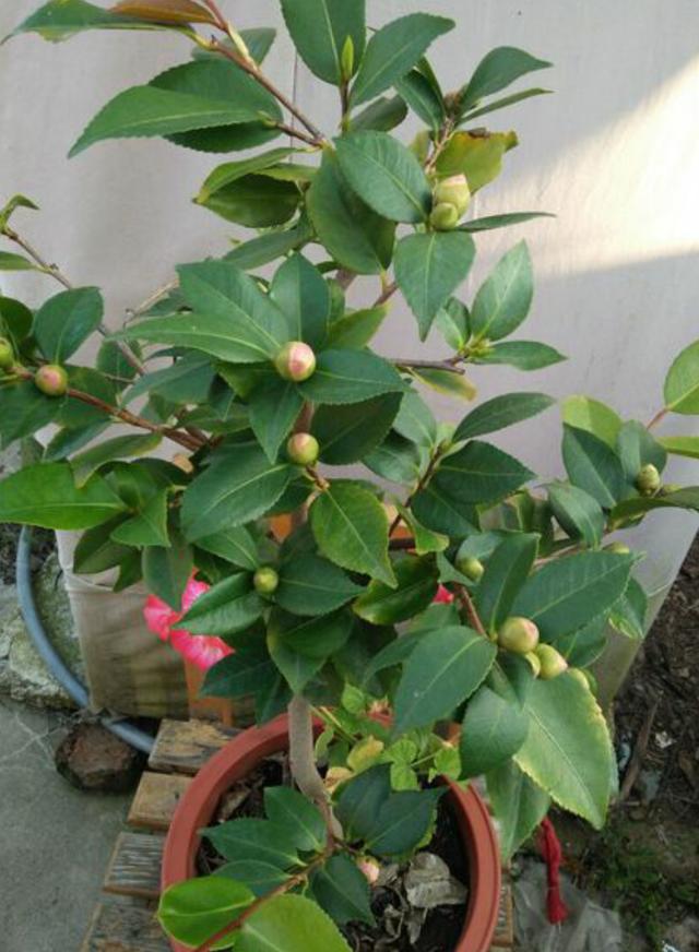 茶花现蕾后，这一步养护做到位，花大色艳长势旺，开到春天不停歇