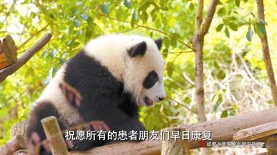 一个大熊猫视频带给方舱患者抗“疫”力量