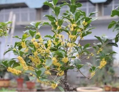 卫健委：气溶胶或可传播新冠！这些植物通过空气可以杀灭病菌