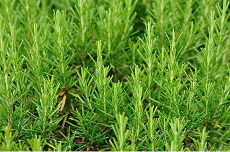 卫健委：气溶胶或可传播新冠！这些植物通过空气可以杀灭病菌