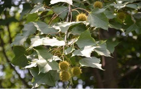卫健委：气溶胶或可传播新冠！这些植物通过空气可以杀灭病菌