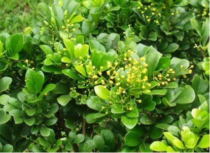 卫健委：气溶胶或可传播新冠！这些植物通过空气可以杀灭病菌