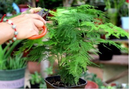 卫健委：气溶胶或可传播新冠！这些植物通过空气可以杀灭病菌