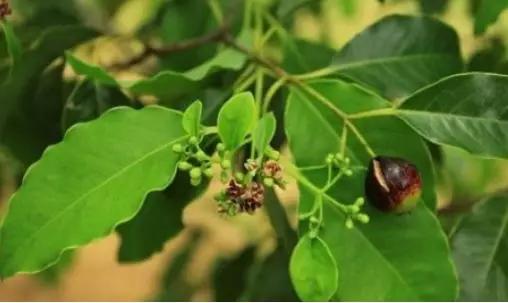 卫健委：气溶胶或可传播新冠！这些植物通过空气可以杀灭病菌