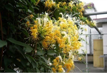 卫健委：气溶胶或可传播新冠！这些植物通过空气可以杀灭病菌