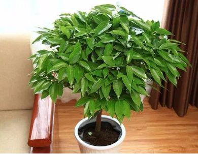 卫健委：气溶胶或可传播新冠！这些植物通过空气可以杀灭病菌