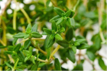 卫健委：气溶胶或可传播新冠！这些植物通过空气可以杀灭病菌