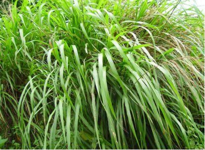 卫健委：气溶胶或可传播新冠！这些植物通过空气可以杀灭病菌