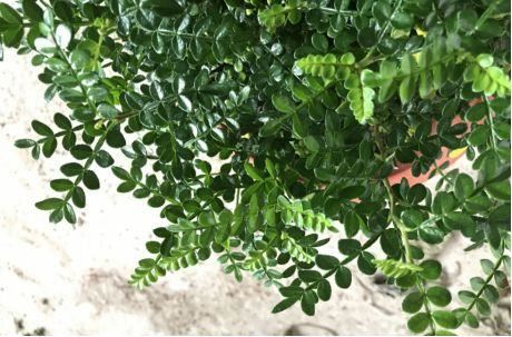 卫健委：气溶胶或可传播新冠！这些植物通过空气可以杀灭病菌