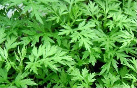卫健委：气溶胶或可传播新冠！这些植物通过空气可以杀灭病菌