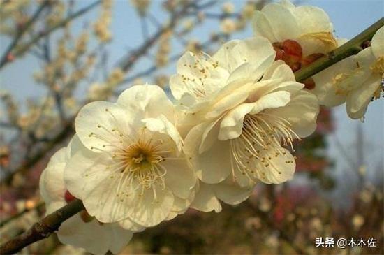 梅花的品种分类