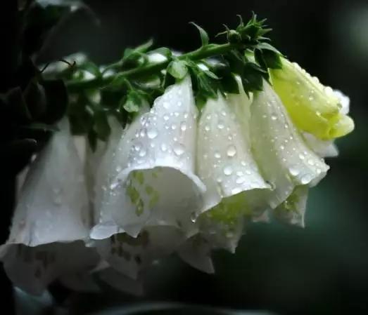 心脏草毛地黄花