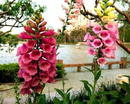 心脏草毛地黄花