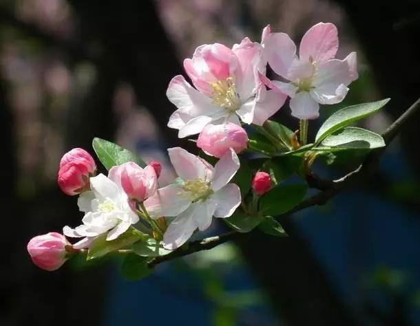 垂丝海棠花