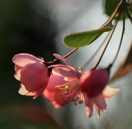垂丝海棠花