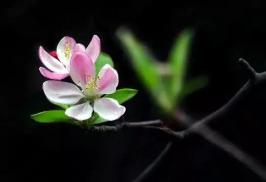 垂丝海棠花