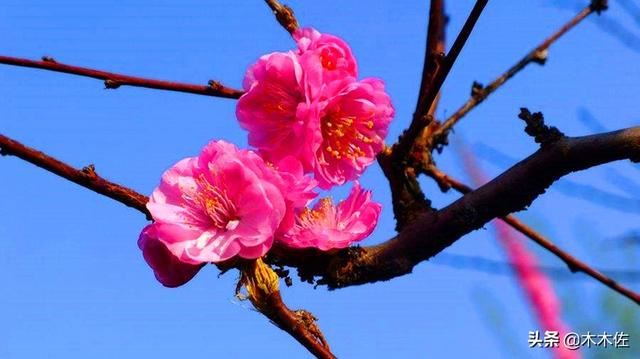 梅花的品种分类