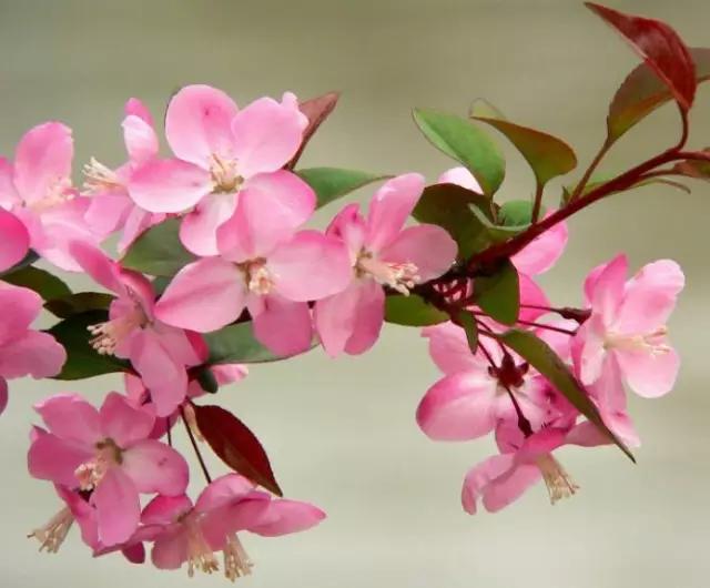 垂丝海棠花