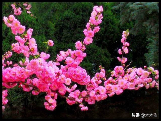 梅花的品种分类