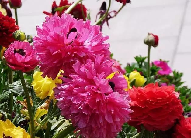 艳丽秀美花毛茛（gèn）