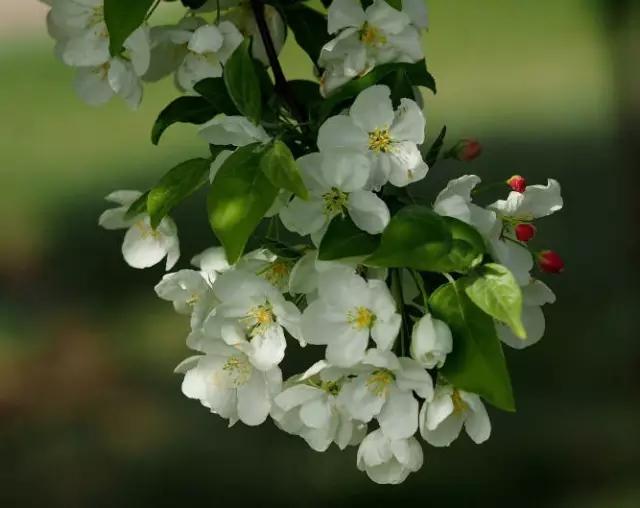 垂丝海棠花