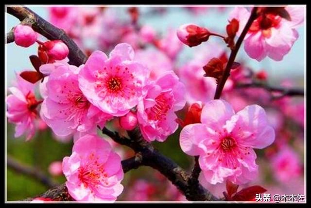 梅花的品种分类