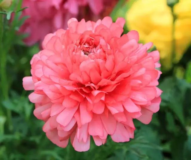 艳丽秀美花毛茛（gèn）