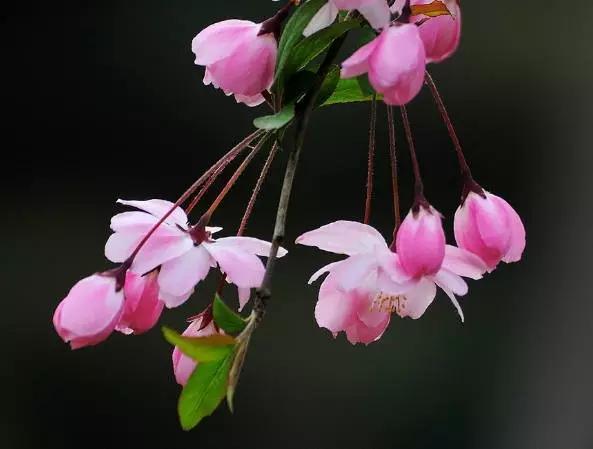 垂丝海棠花