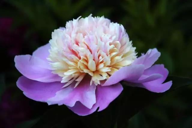唯美芍药花颜